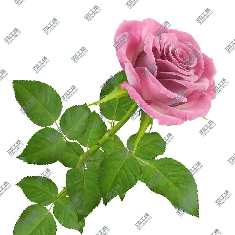 images/goods_img/20210319/Rose 15/3.jpg